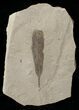 Fossil Populus Leaf - Green River Formation #16288-1